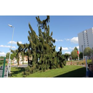 Sekvojovec mamutí (Sequoiadendron giganteum) ´Pendulum´ - výška 150-180 cm, kont. C45L